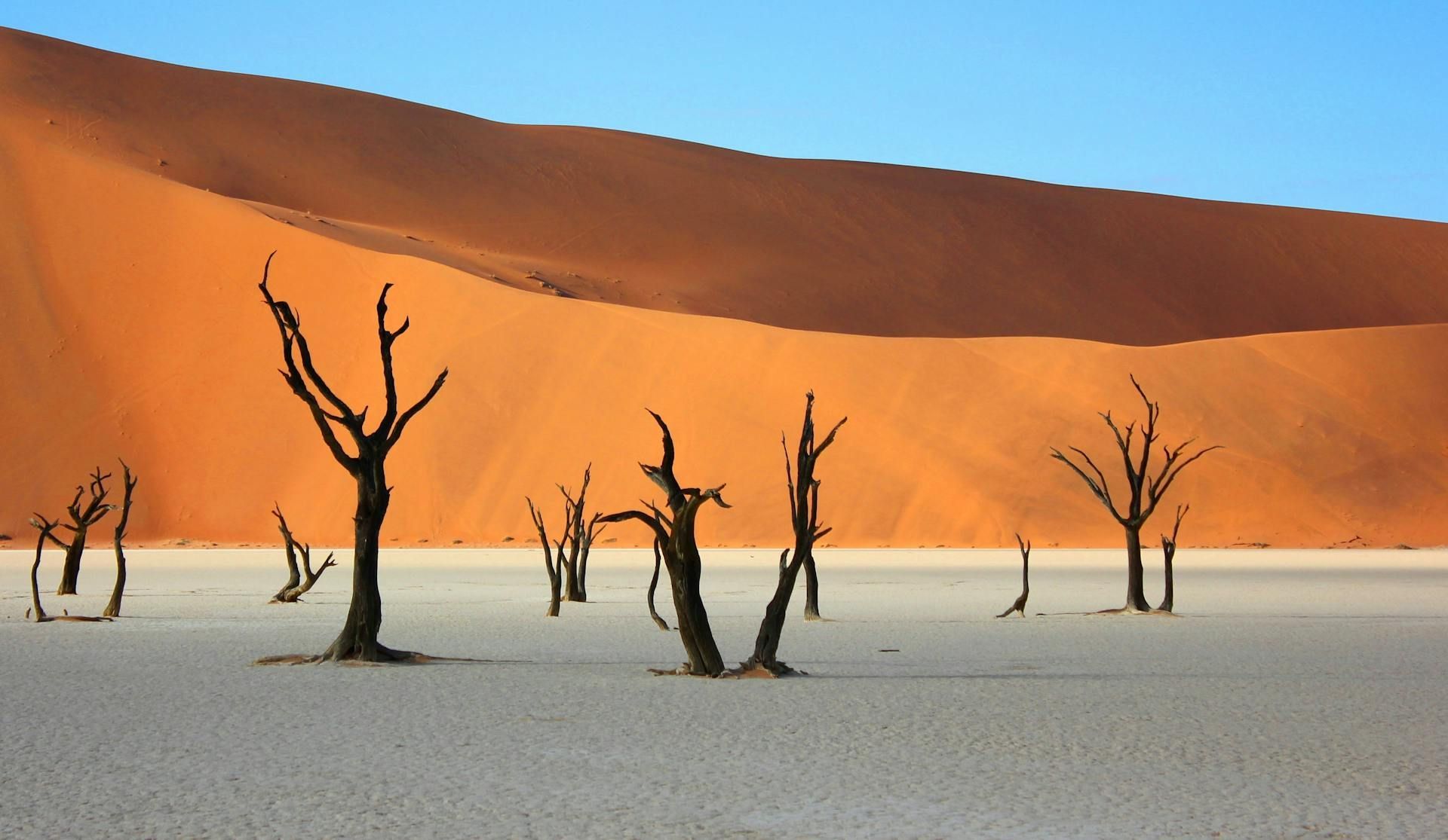 Dead trees on white ground against a massive orange sand dune, blue sky in Namib Desert.