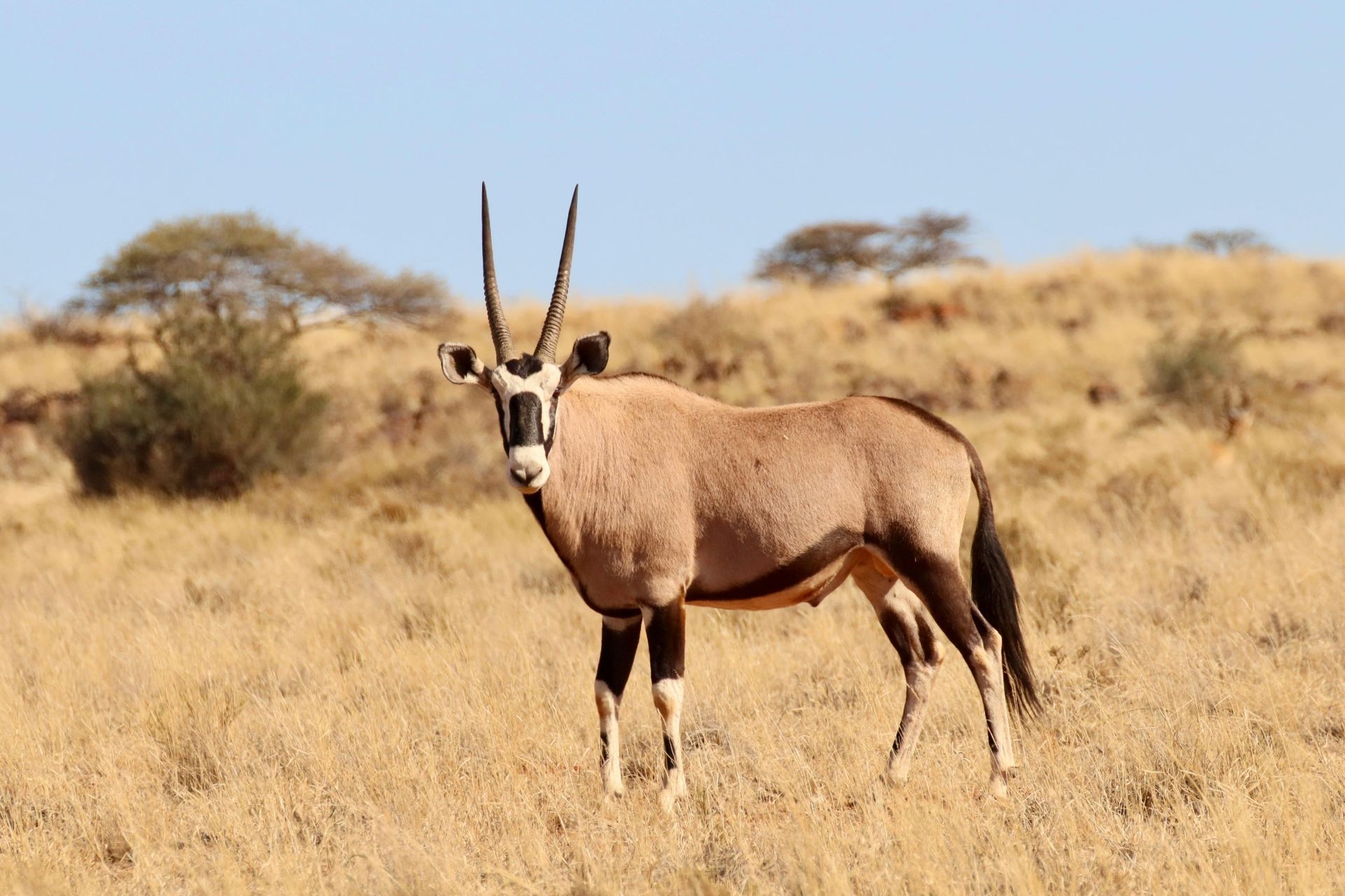Oryx with long, straight horns stands in dry grass field under a blue sky.