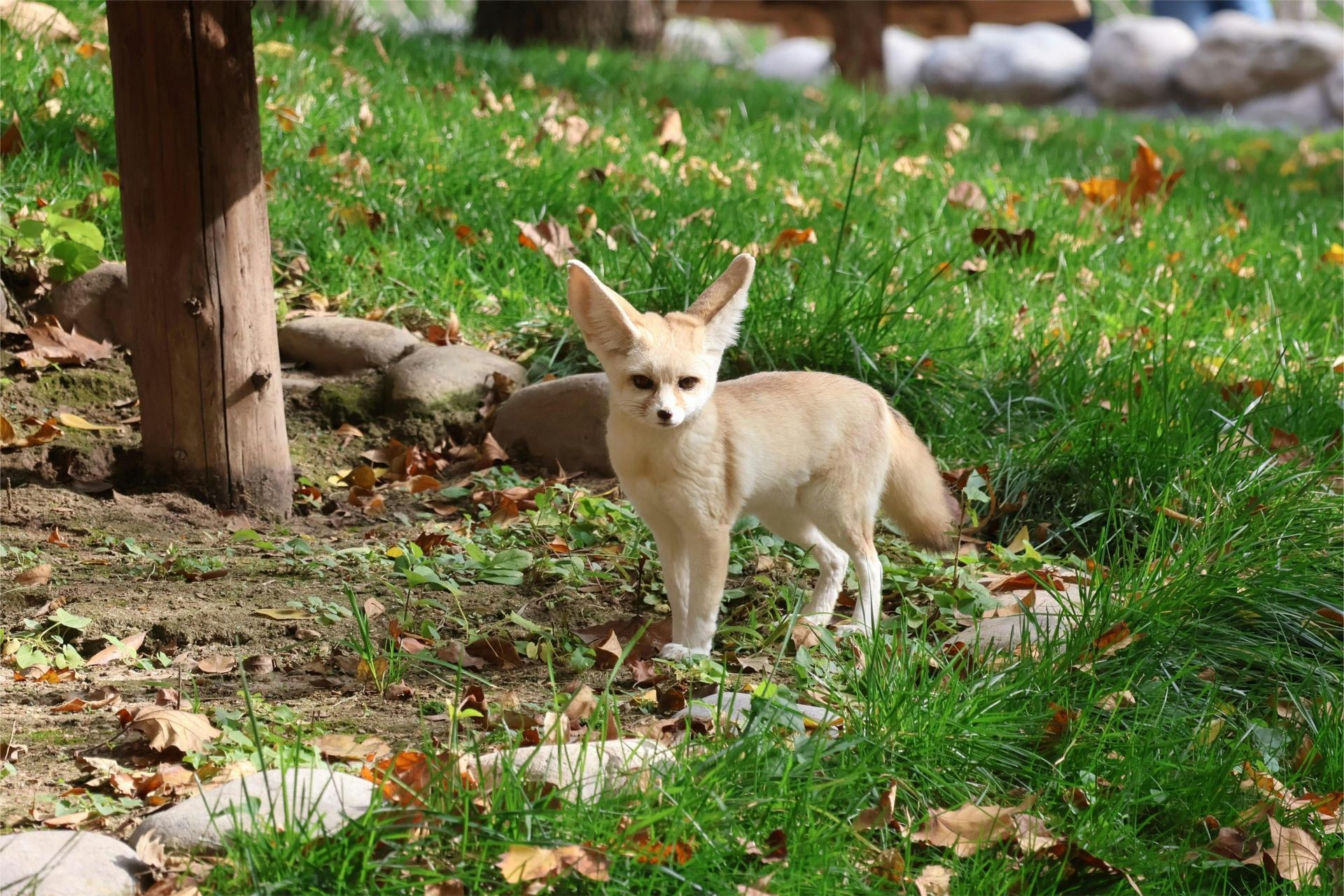 Fennec fox with large ears stands in grassy area near a tree trunk.