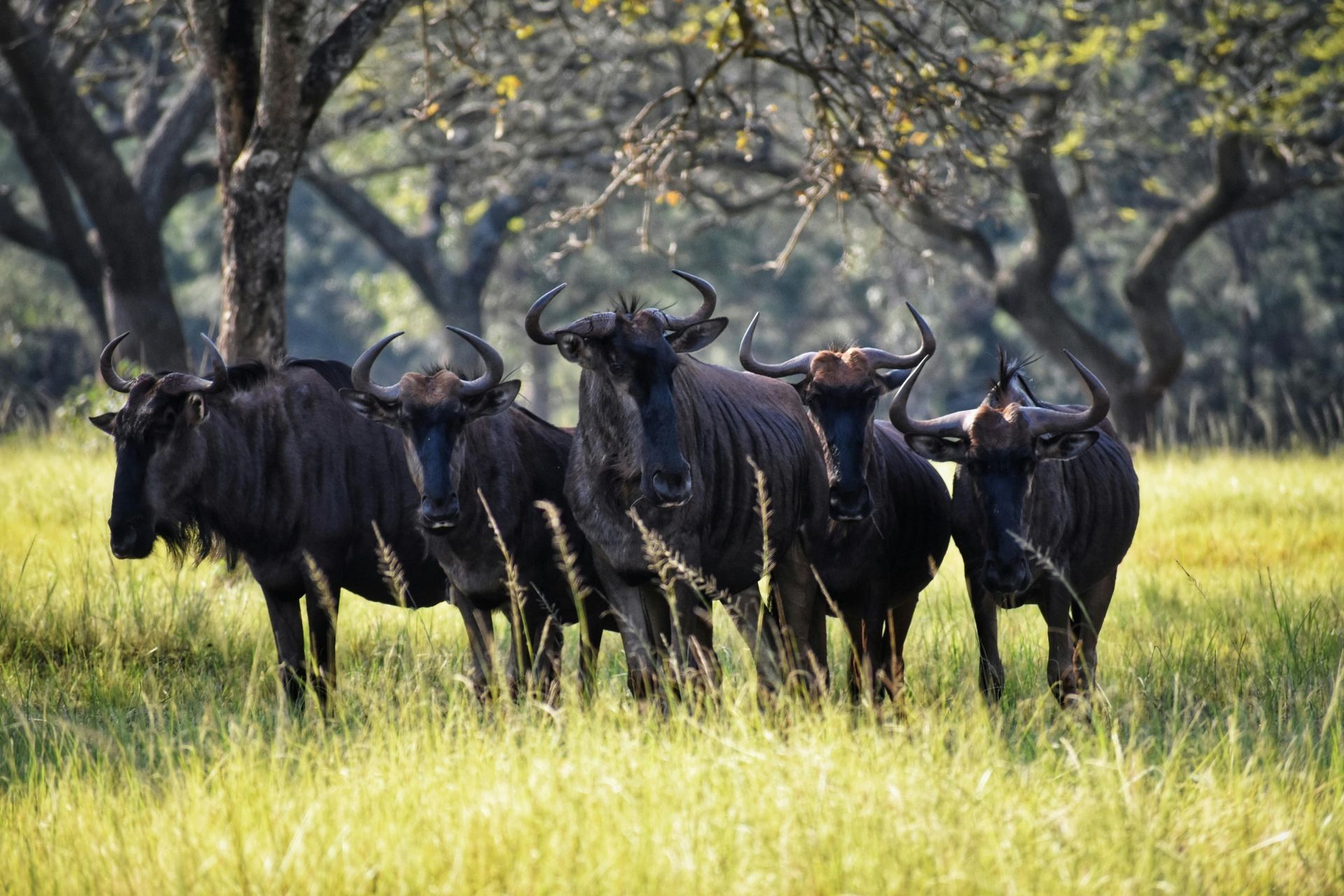 Five black wildebeest standing in tall grass, under trees in the savanna.