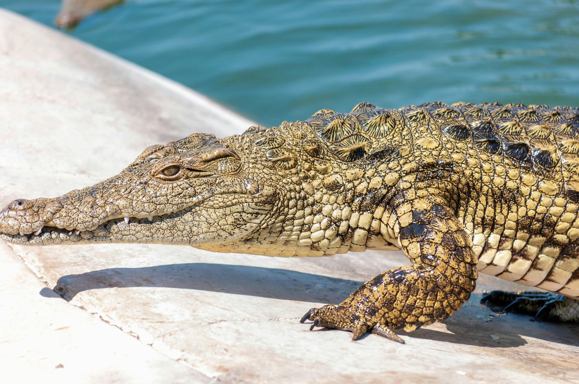 Crocodile on a concrete ledge next to blue water, looking alert.