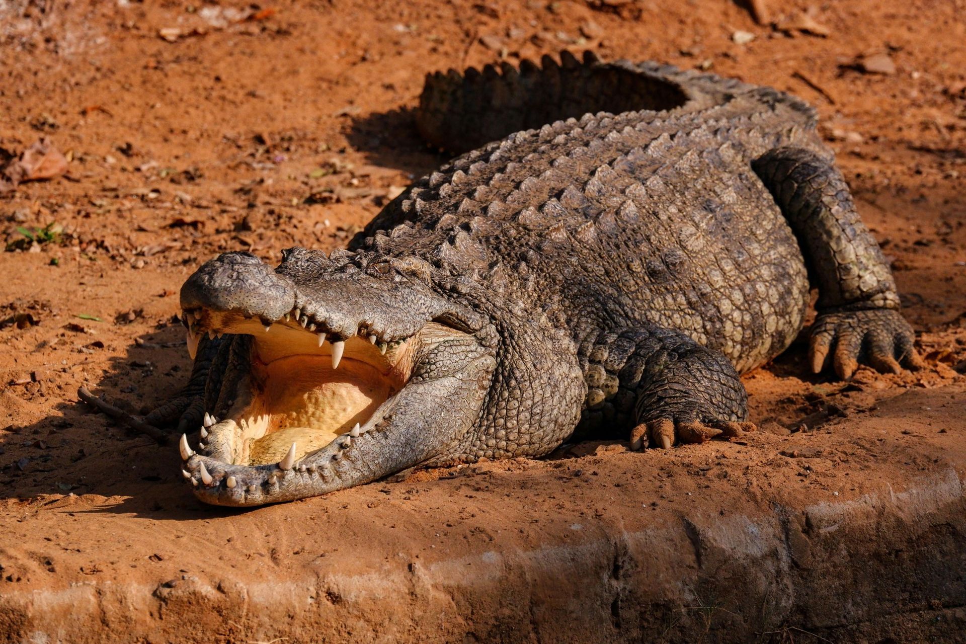 Crocodile with open mouth, displaying teeth. Resting on reddish-brown ground, basking in sunlight.