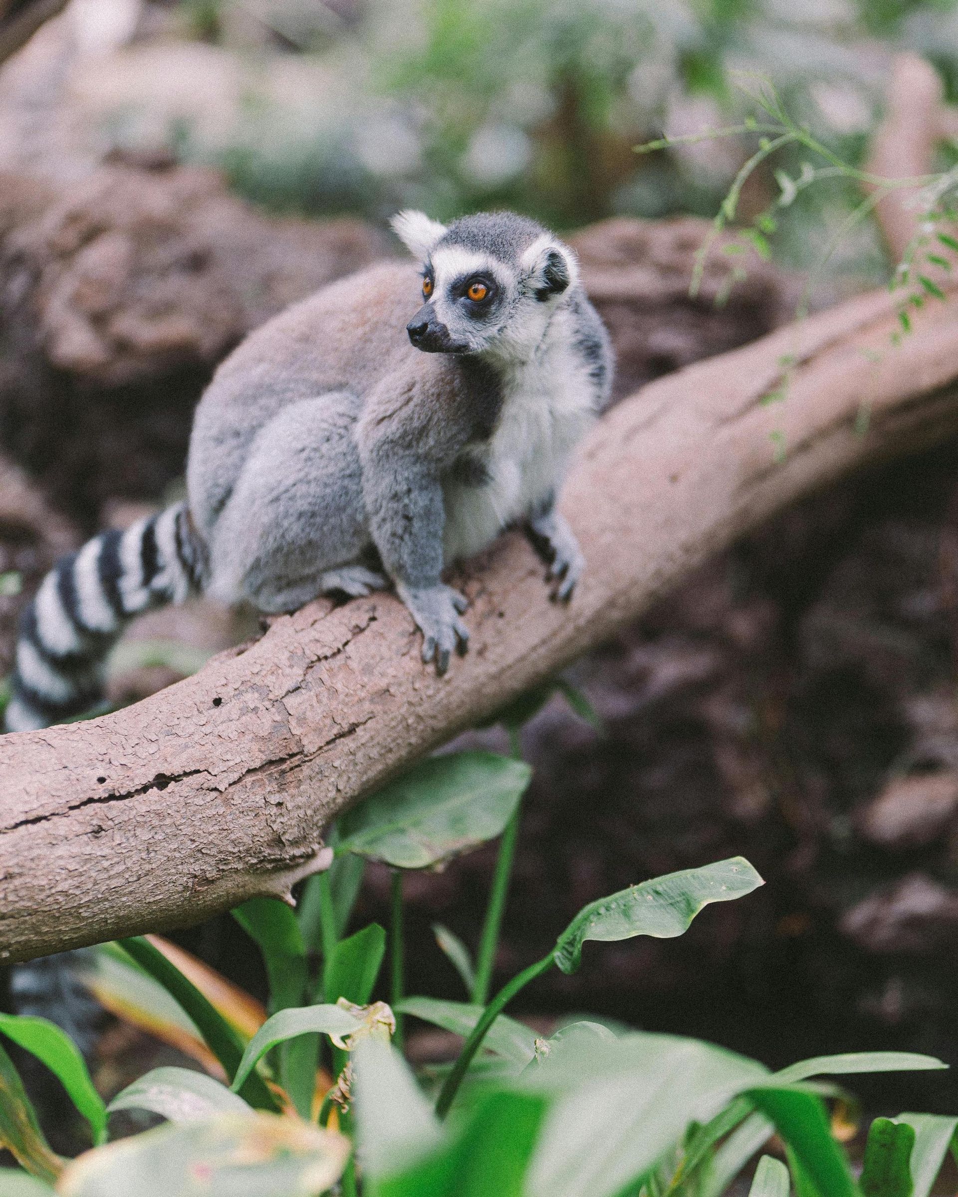 Ring-tailed lemur perched on a tree branch, looking to the side. It has a black and white striped tail and gray fur.