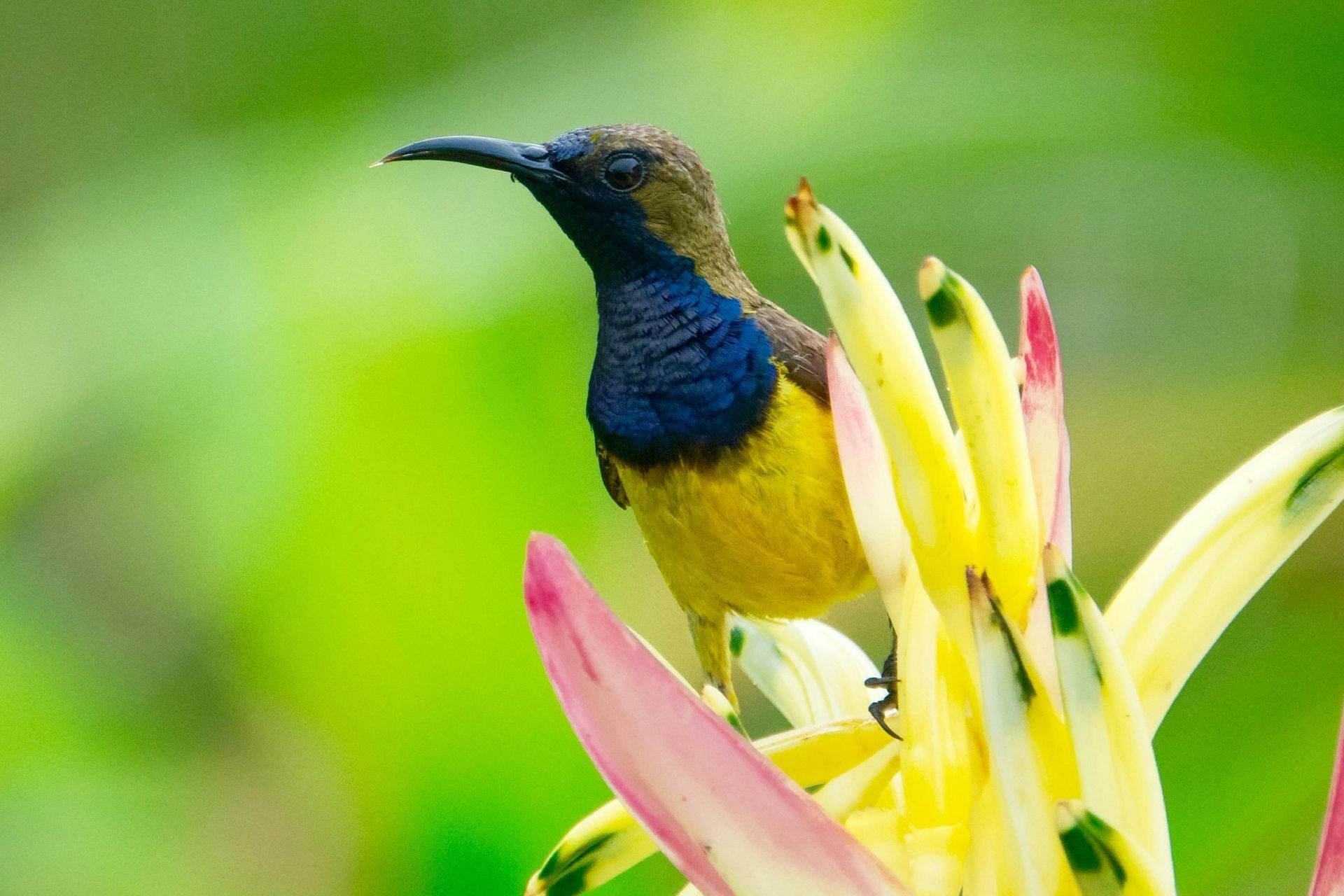 Yellow and blue sunbird perched on a yellow and pink flower, green background.