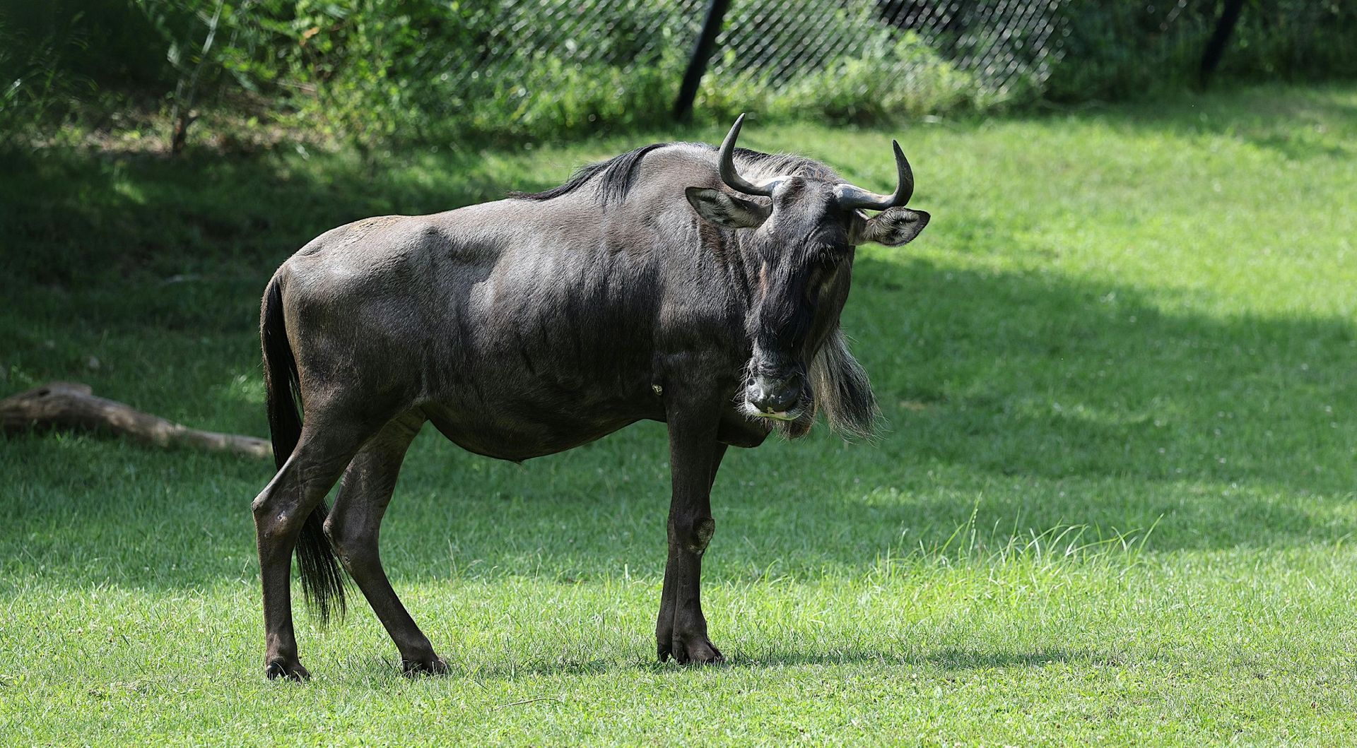 Wildebeest standing in green grassy field with a fence in the background.