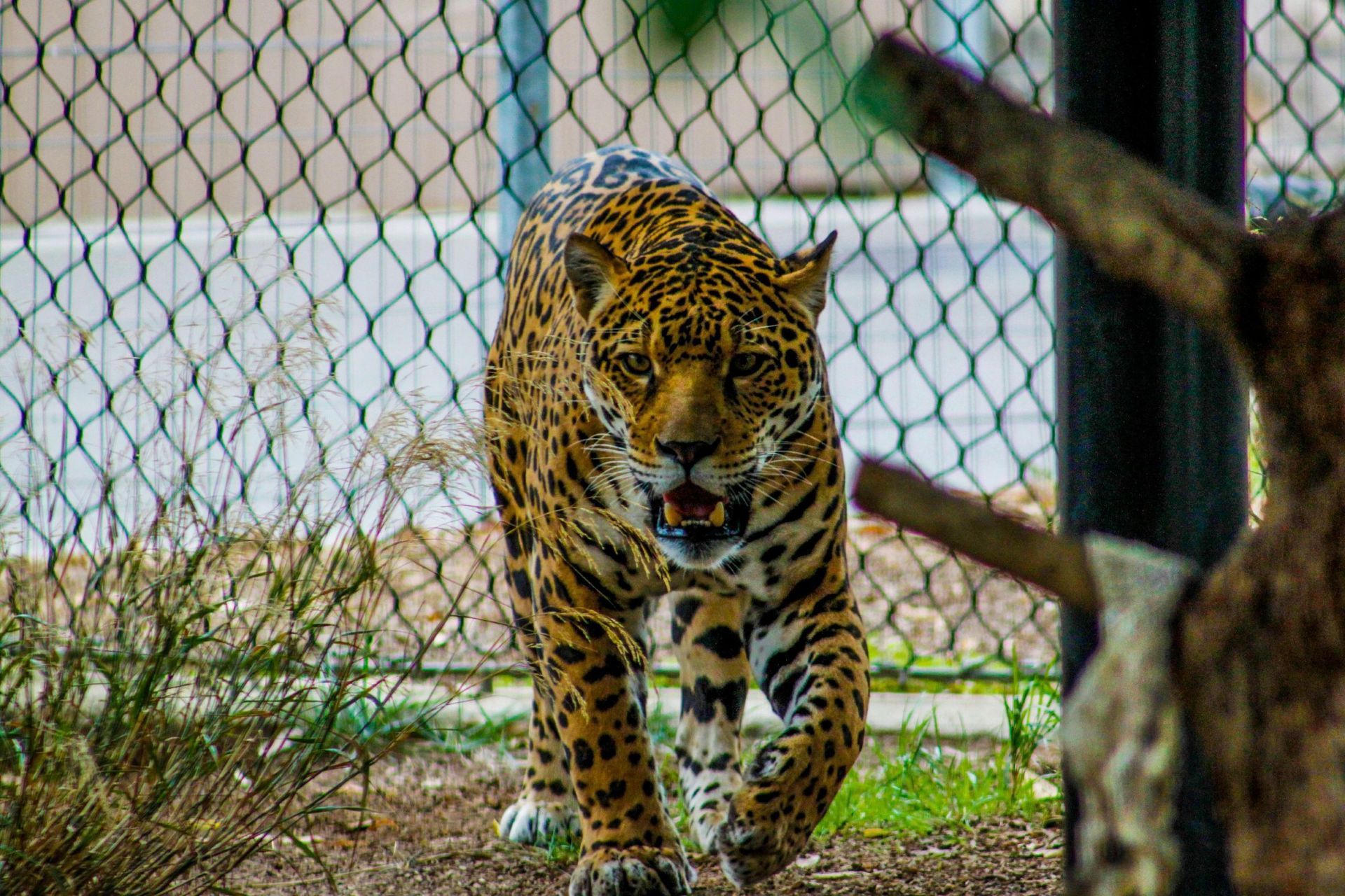 Jaguar with open mouth walking towards the camera in a zoo enclosure.