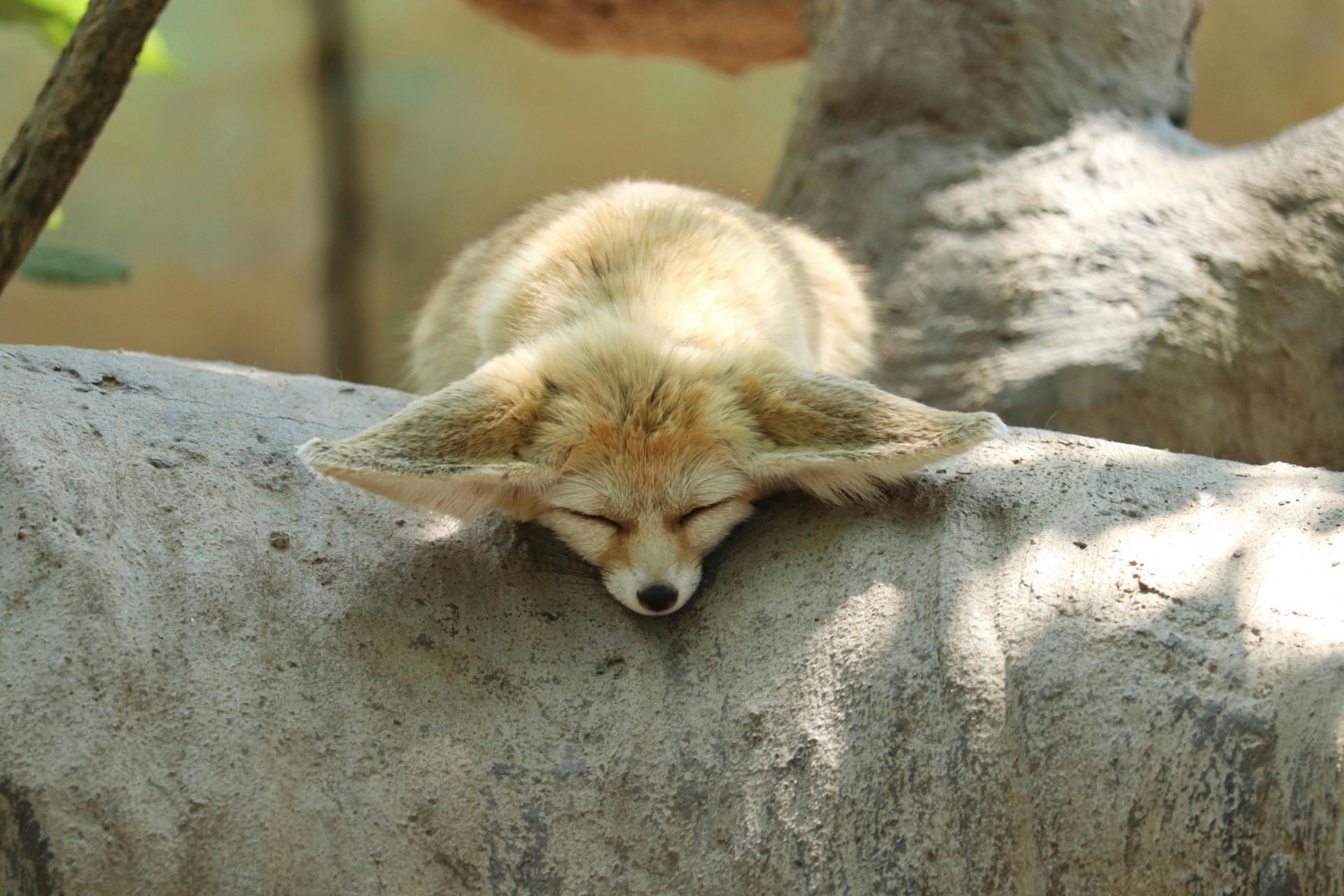 Fennec fox sleeping on a rock with its eyes closed and large ears flattened.