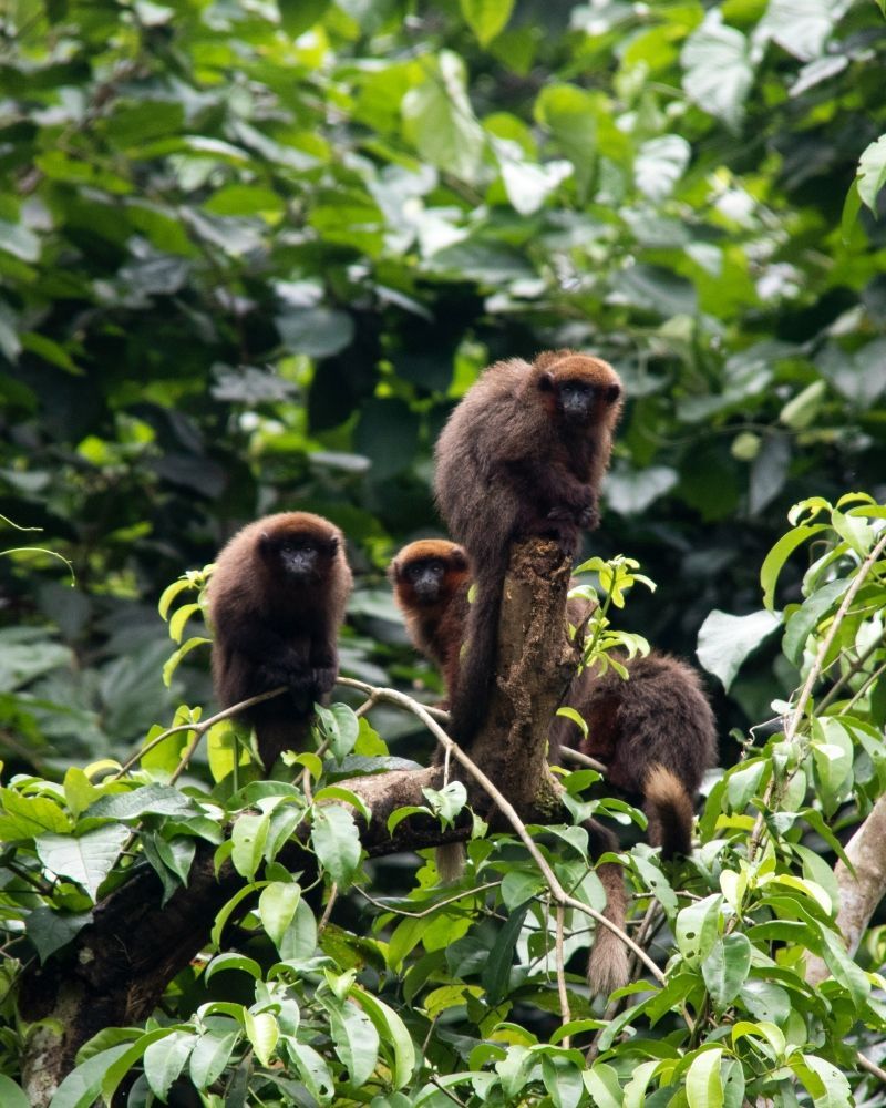 Four brown monkeys perched in a tree with green leaves, looking around.