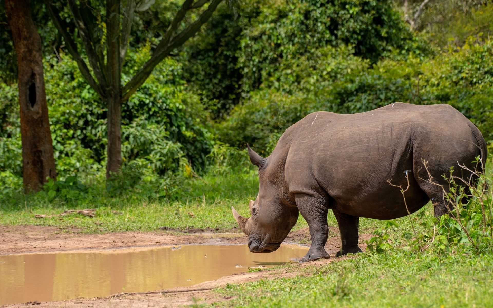 A rhinoceros drinking water in a muddy puddle, surrounded by green grass and trees.