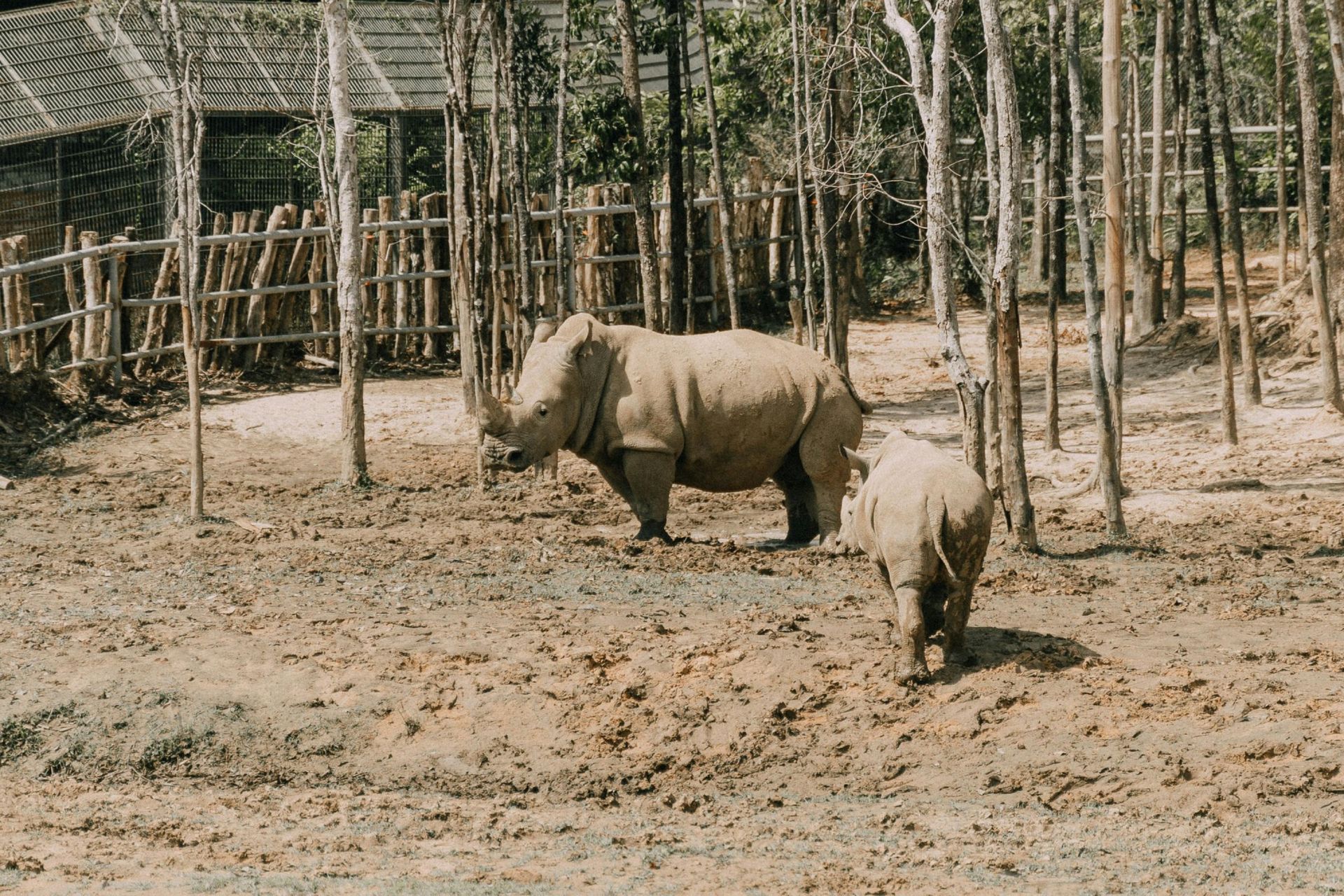 Two rhinos in a muddy enclosure surrounded by wooden posts and a building.