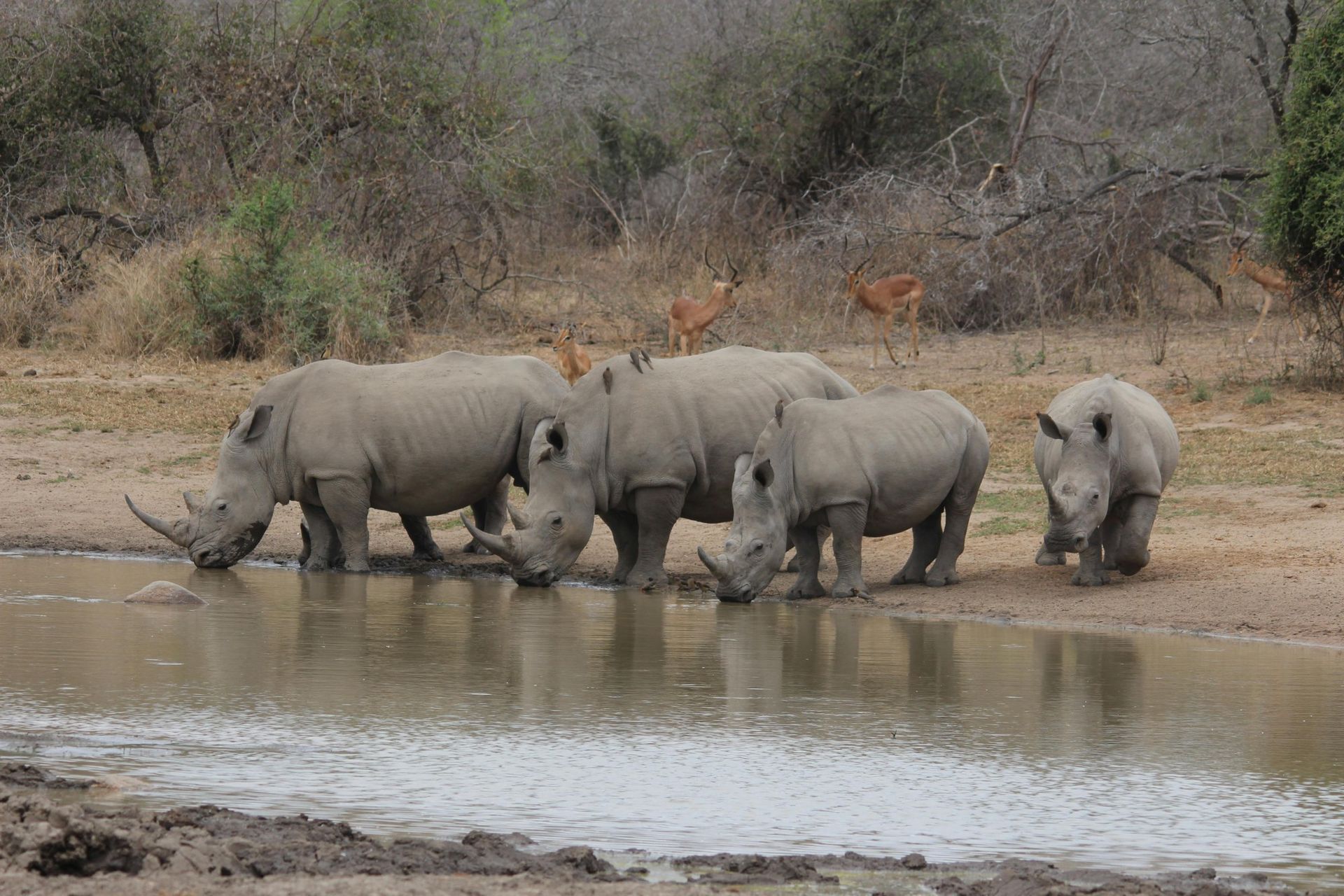 Rhinos drinking water at a watering hole; brown dirt, trees, and impalas in the background.