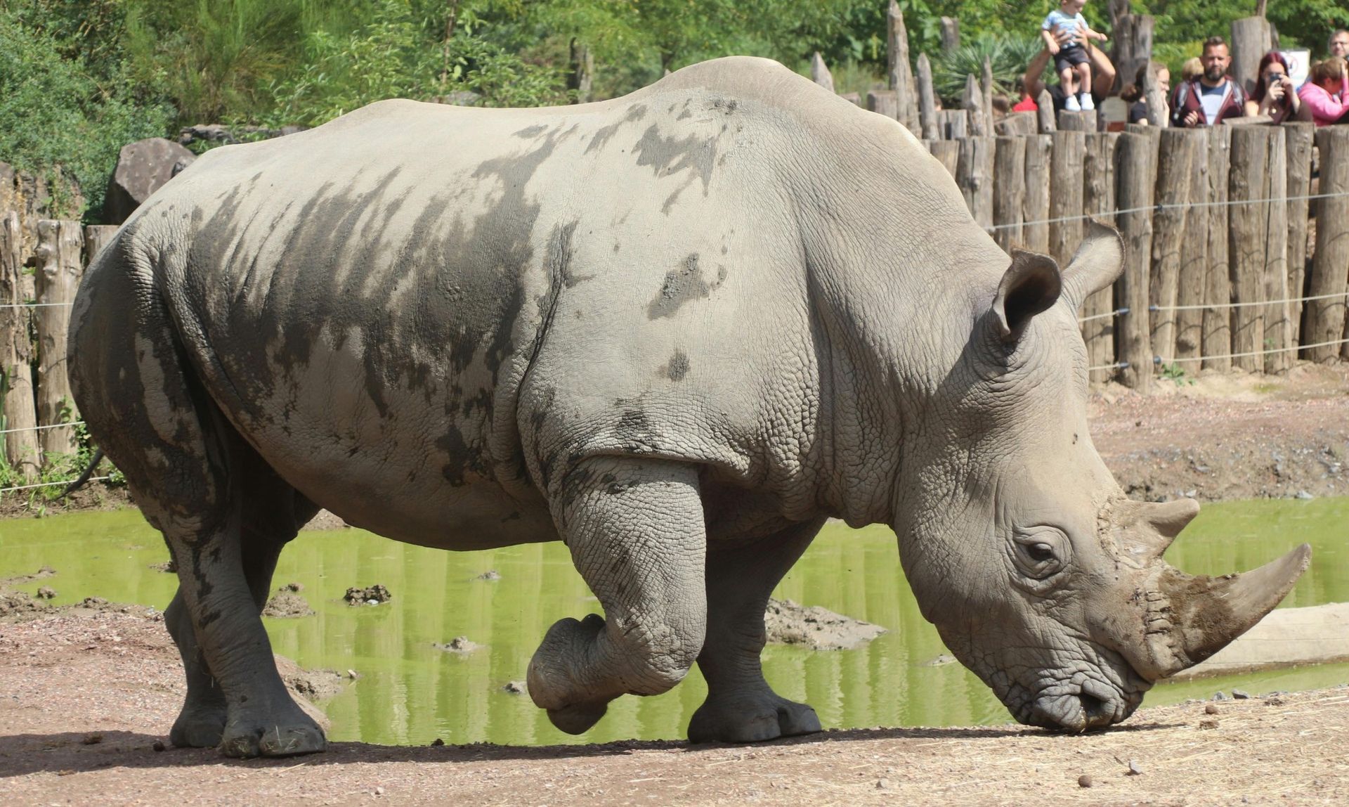 Rhino, grey skin, grazing near water, enclosure with wooden fence, onlookers.