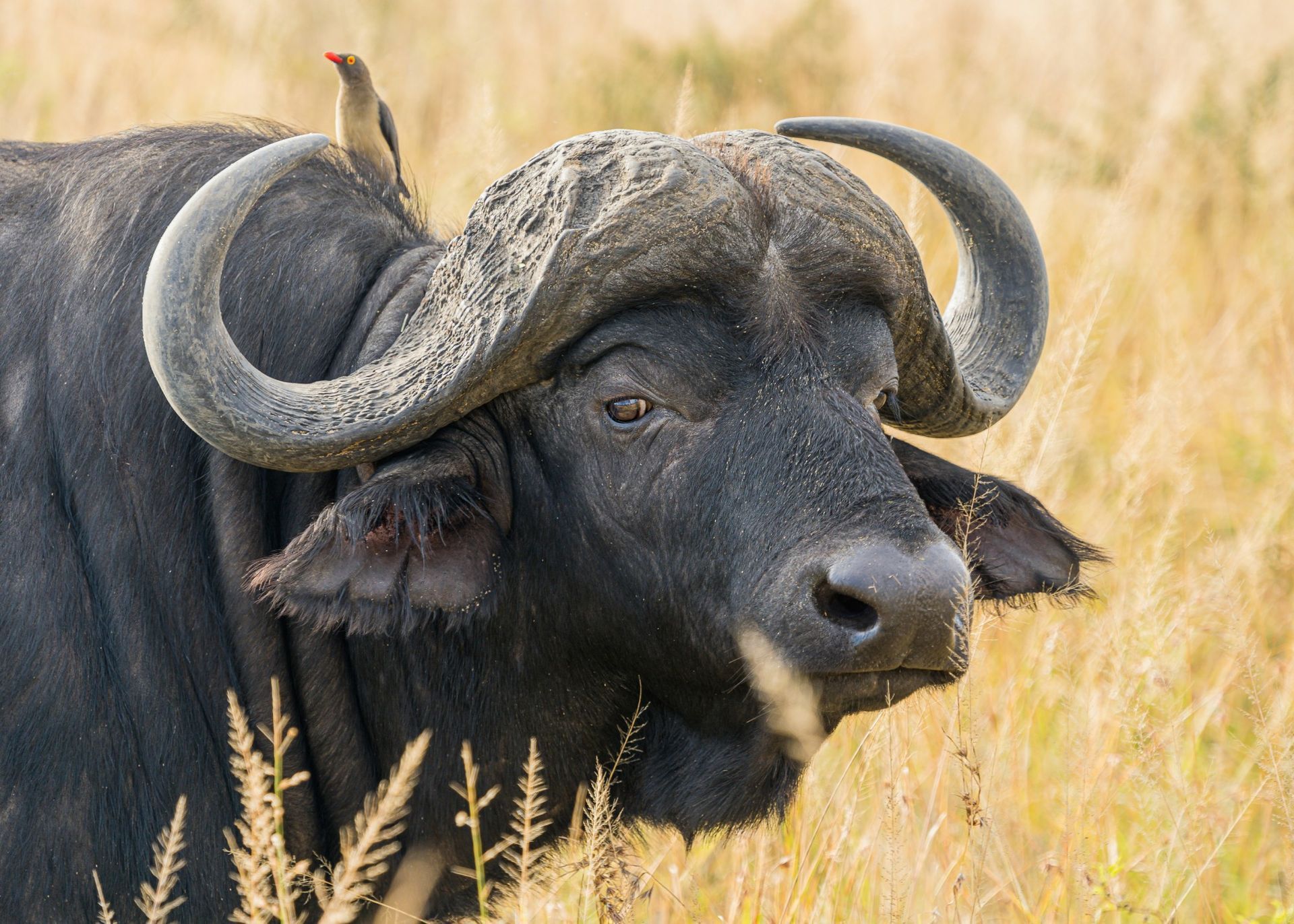 African buffalo with curved horns, brown bird perched on its back, in grassy field.
