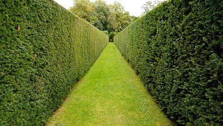 Complete tree care and hedge work