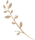 A brown branch with leaves on a white background.