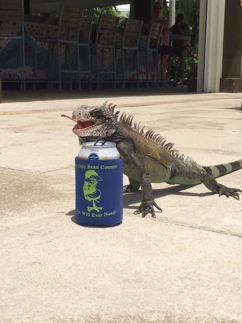 Iguana with tongue out, leaning on blue beer cooler; patio background.