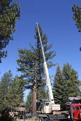 Crane Attached to the Tree — South Lake Tahoe, CA — South Tahoe Chamber of Commerce