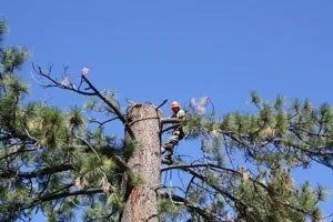 Worker in the Tree — South Lake Tahoe, CA — South Tahoe Chamber of Commerce