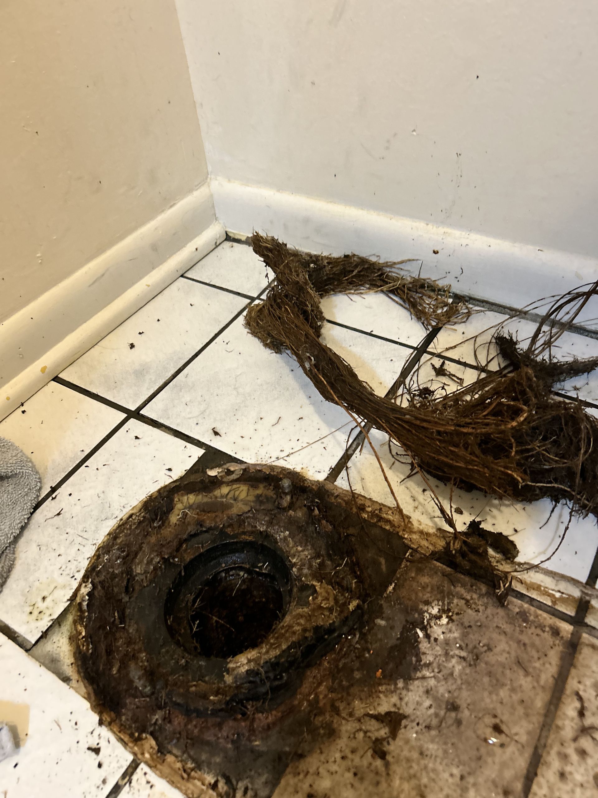 Roots extracted from a pipe, laying on white tiled floor. Pipe's dark interior visible, next to baseboard.
