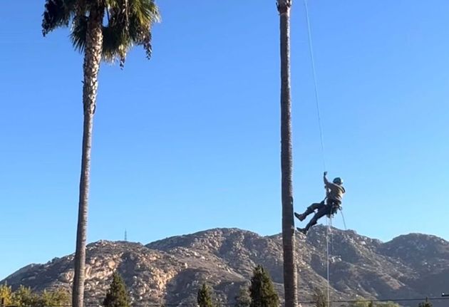 An image of Tree Removal Services in Lakeside CA