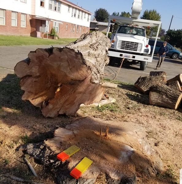 Cut tree trunk in a parking area beside a truck, with sawdust and another log on the ground.