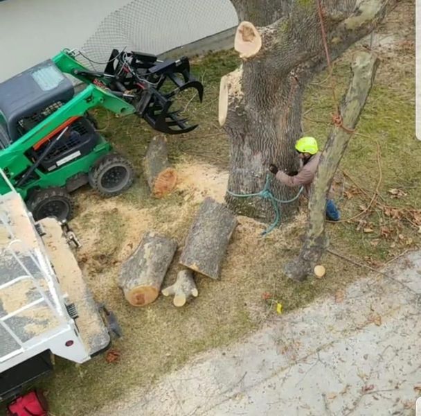 Worker in neon helmet cutting a large tree trunk beside a green loader and stacked logs.
