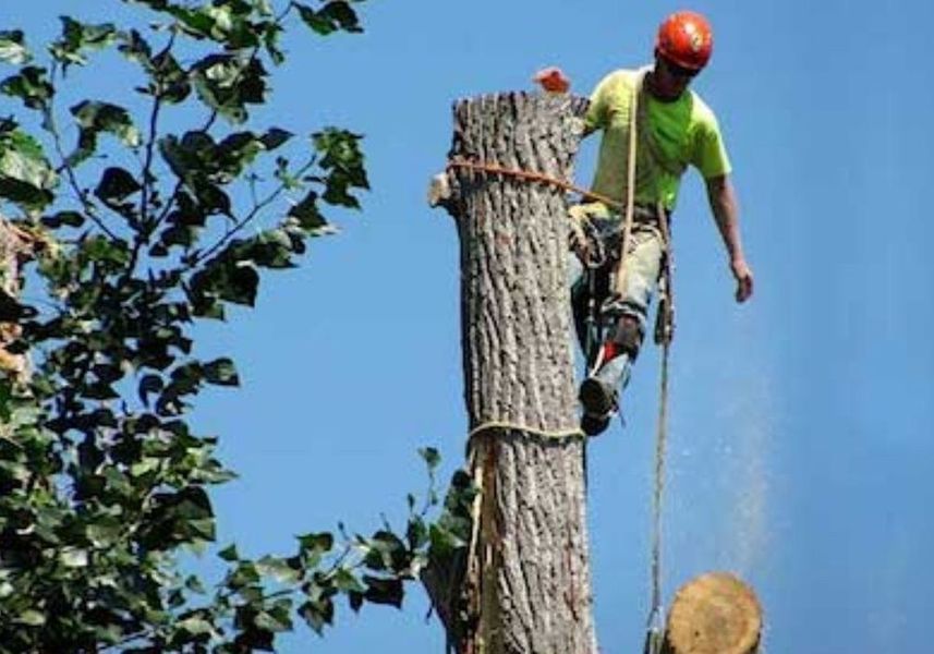 Worker in orange helmet cutting a large tree trunk with a chainsaw
