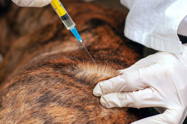 Mikročipēšana un vakcinācija