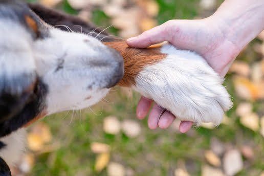 Vetārsta konsultācija