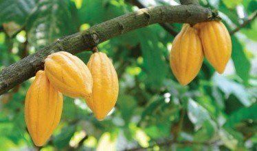 Cocoa pods growing in Ghana. We provided an OMR farm inspection system for a cocoa growers association over there back in 2014.
