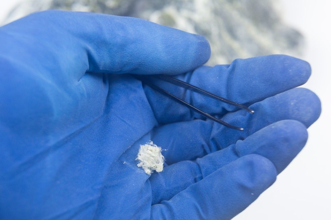 Blue-gloved hand holding a black tweezer and a small white clump against a blurred background