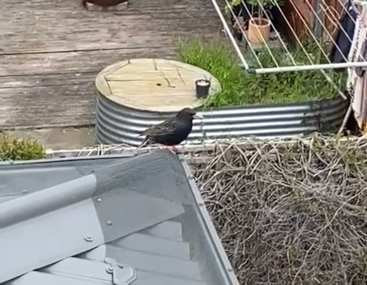 Gutter Guard Tasmania
