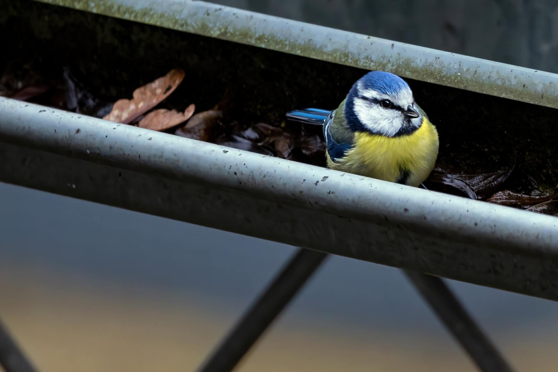 Bird Proofing Hobart