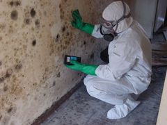 Truth About Mold - mold expert