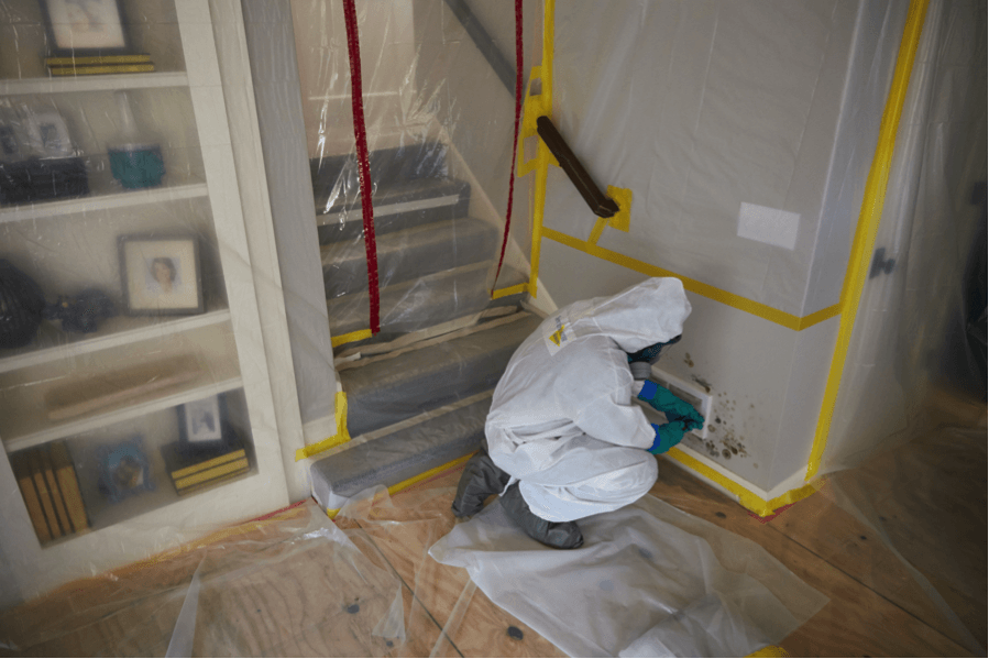 Truth About Mold - Mold remediation