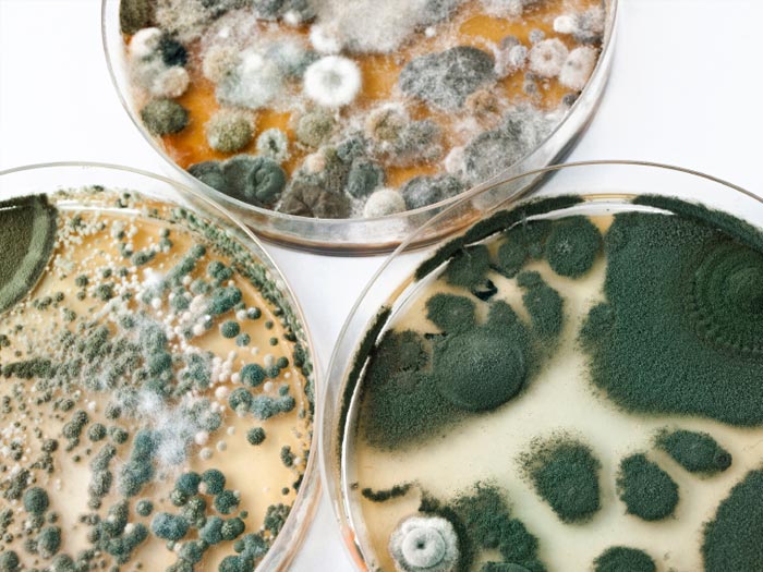 Truth About Mold - Mycotoxins