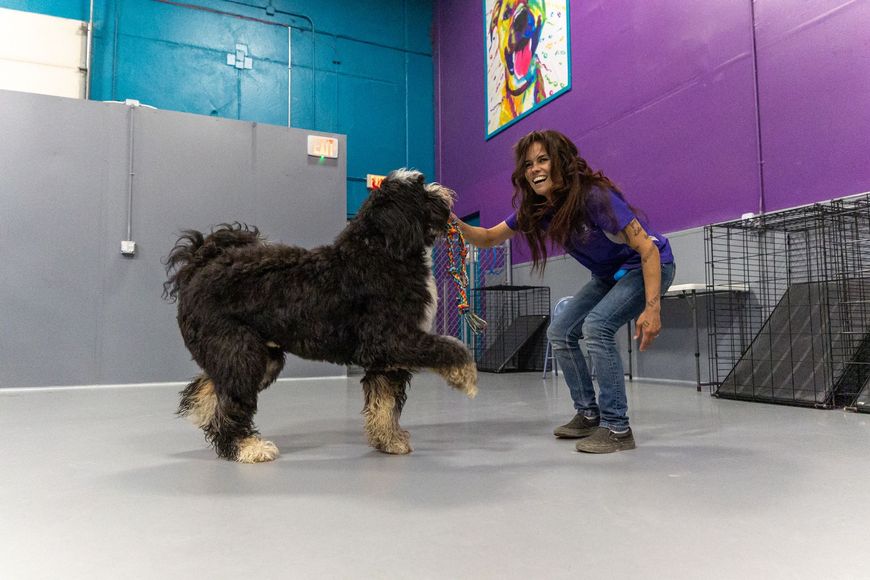 A woman is playing with a dog in a room.