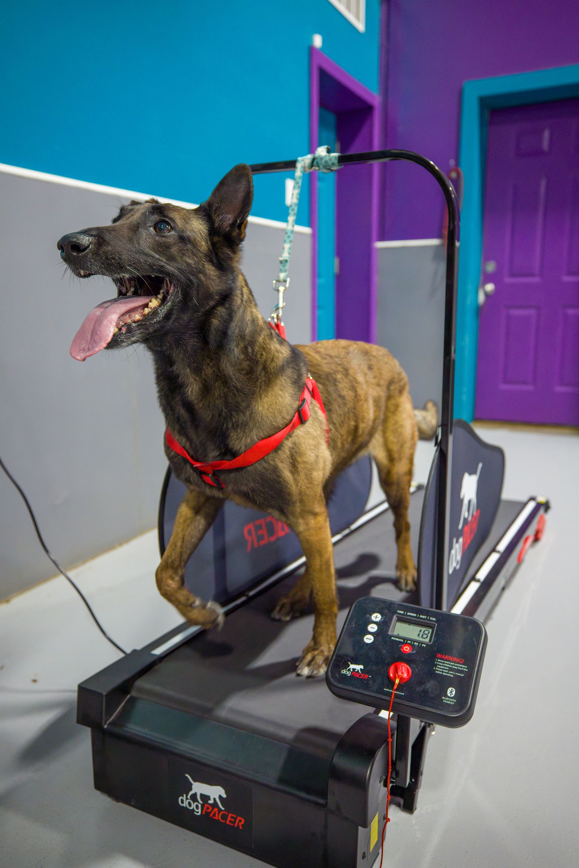 A dog is walking on a treadmill in a room.