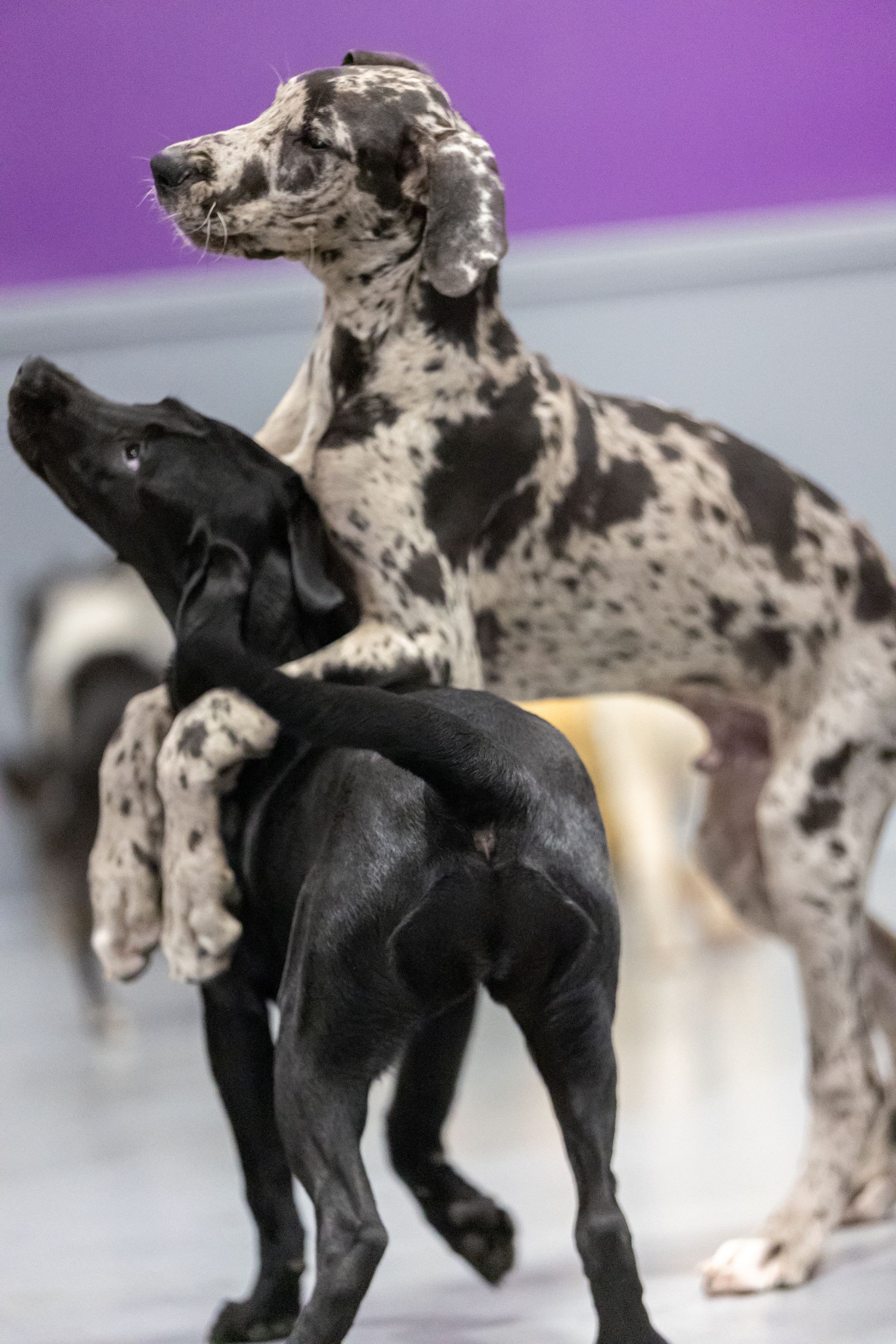 Two dogs are playing with each other in a room.