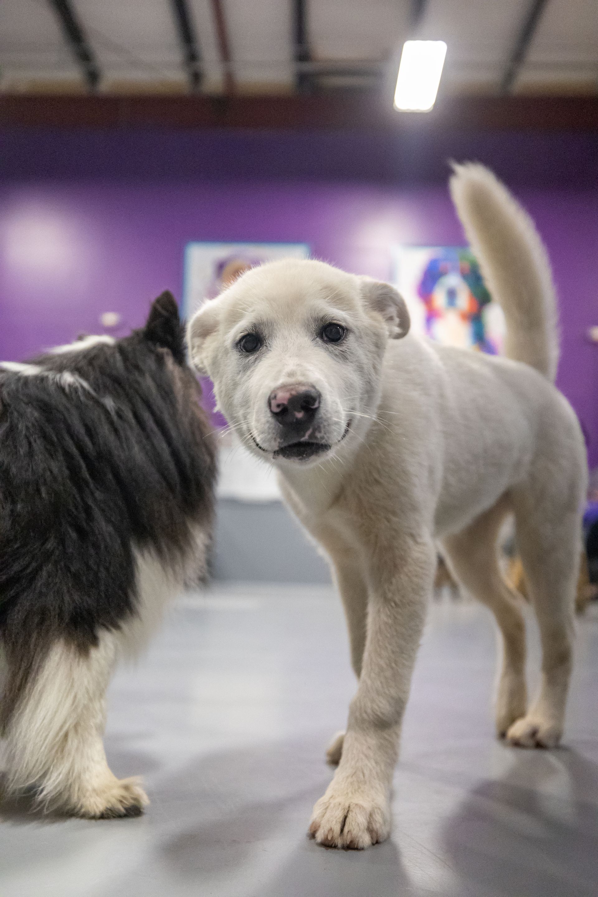 Two dogs are standing next to each other in a room.