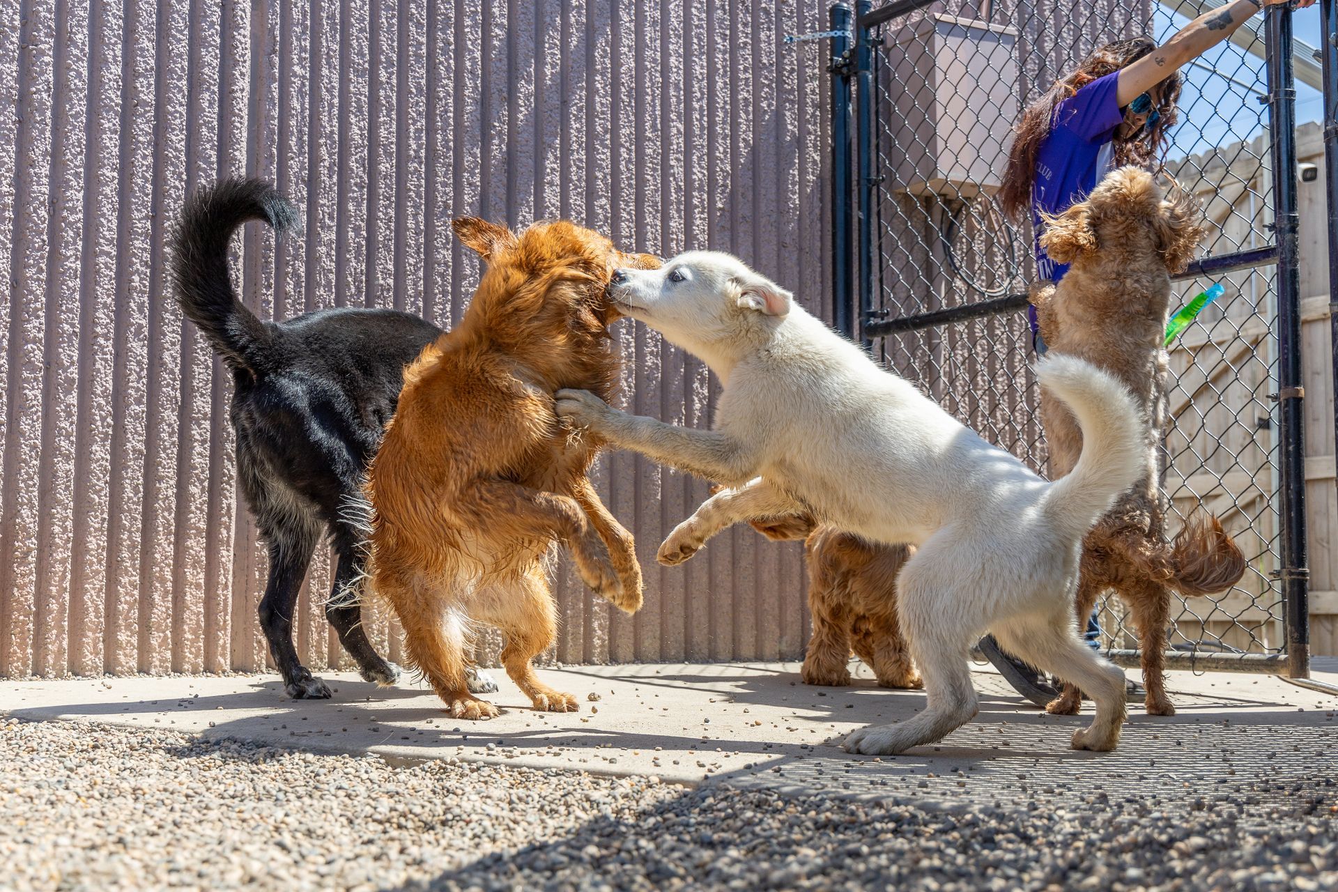 A group of dogs are playing with each other in a fenced in area.