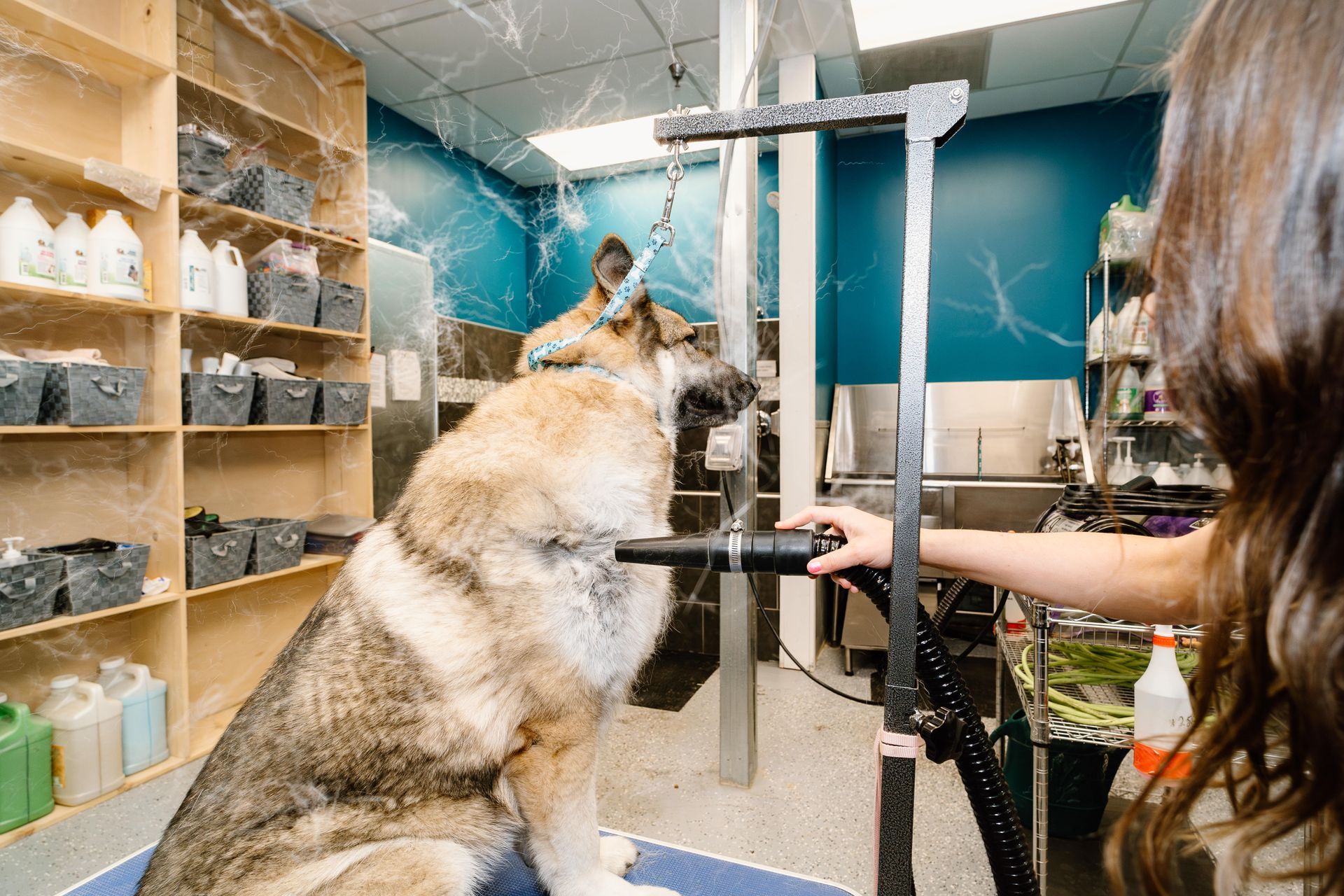 A woman is grooming a dog in a grooming salon.