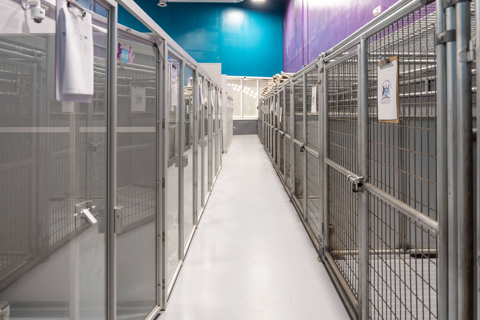 A row of dog kennels in a building with a blue wall.