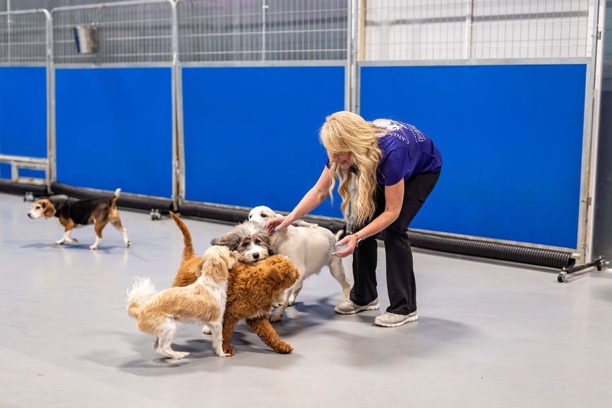 A woman is petting a group of dogs in a kennel.