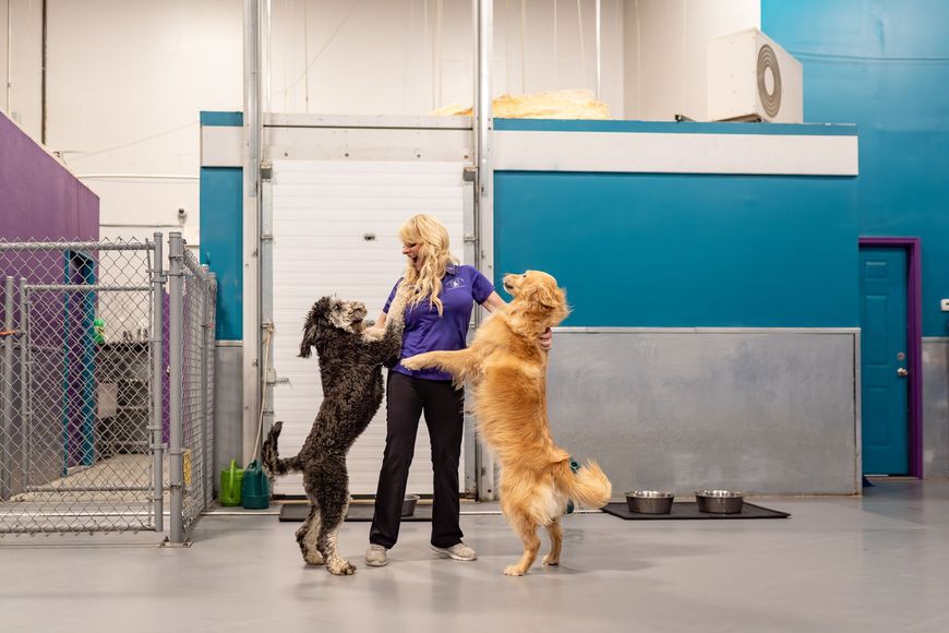 A woman is standing next to two dogs in a kennel.