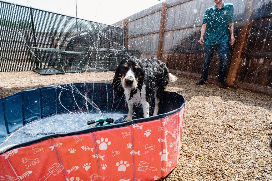 A black and white dog is standing in a pool of water.