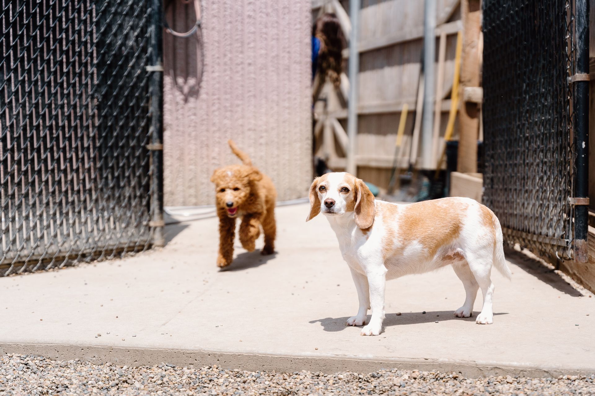 Two puppies are standing next to each other in a fenced in area.