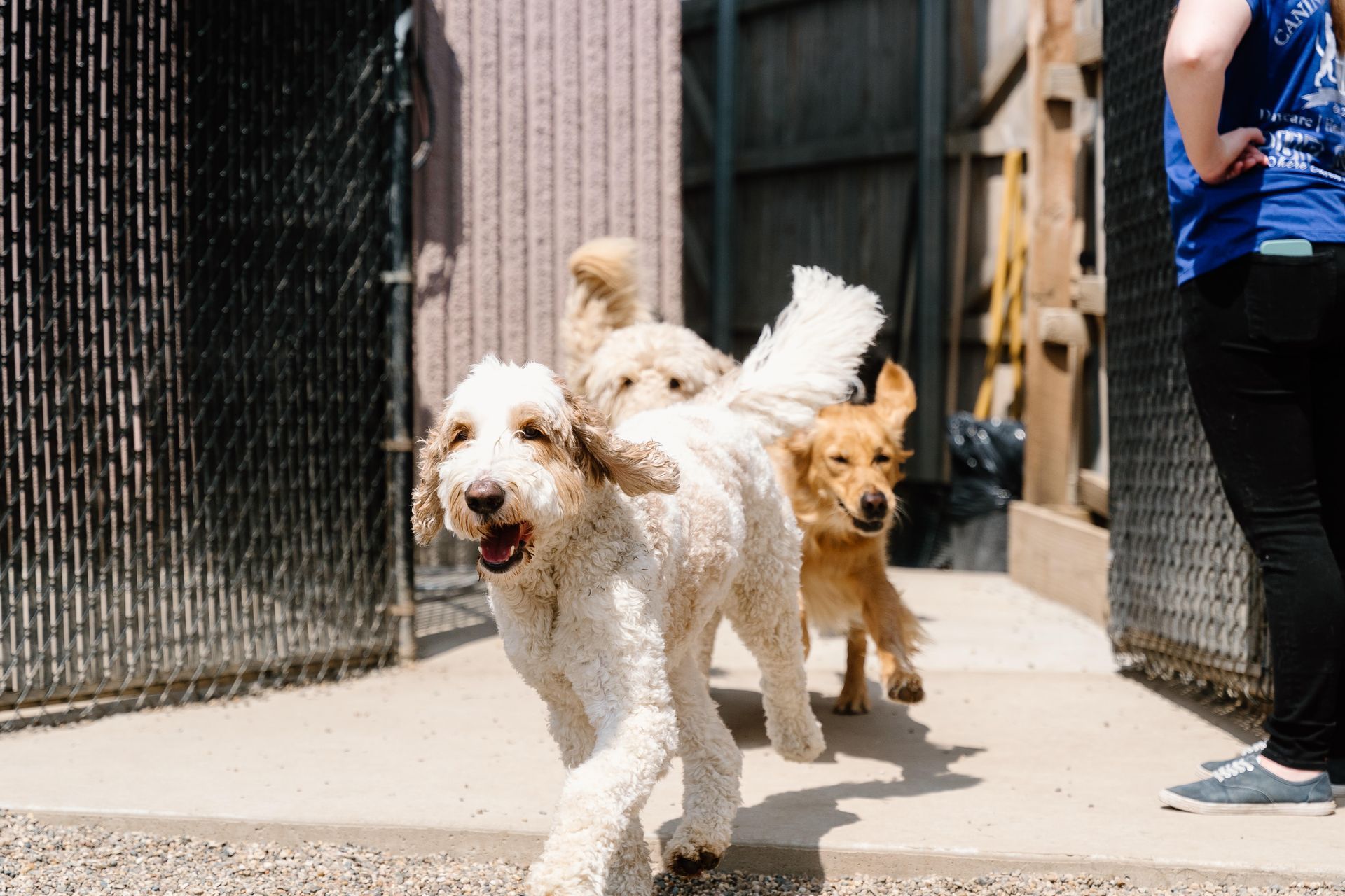 A woman is standing next to a group of dogs running down a sidewalk.