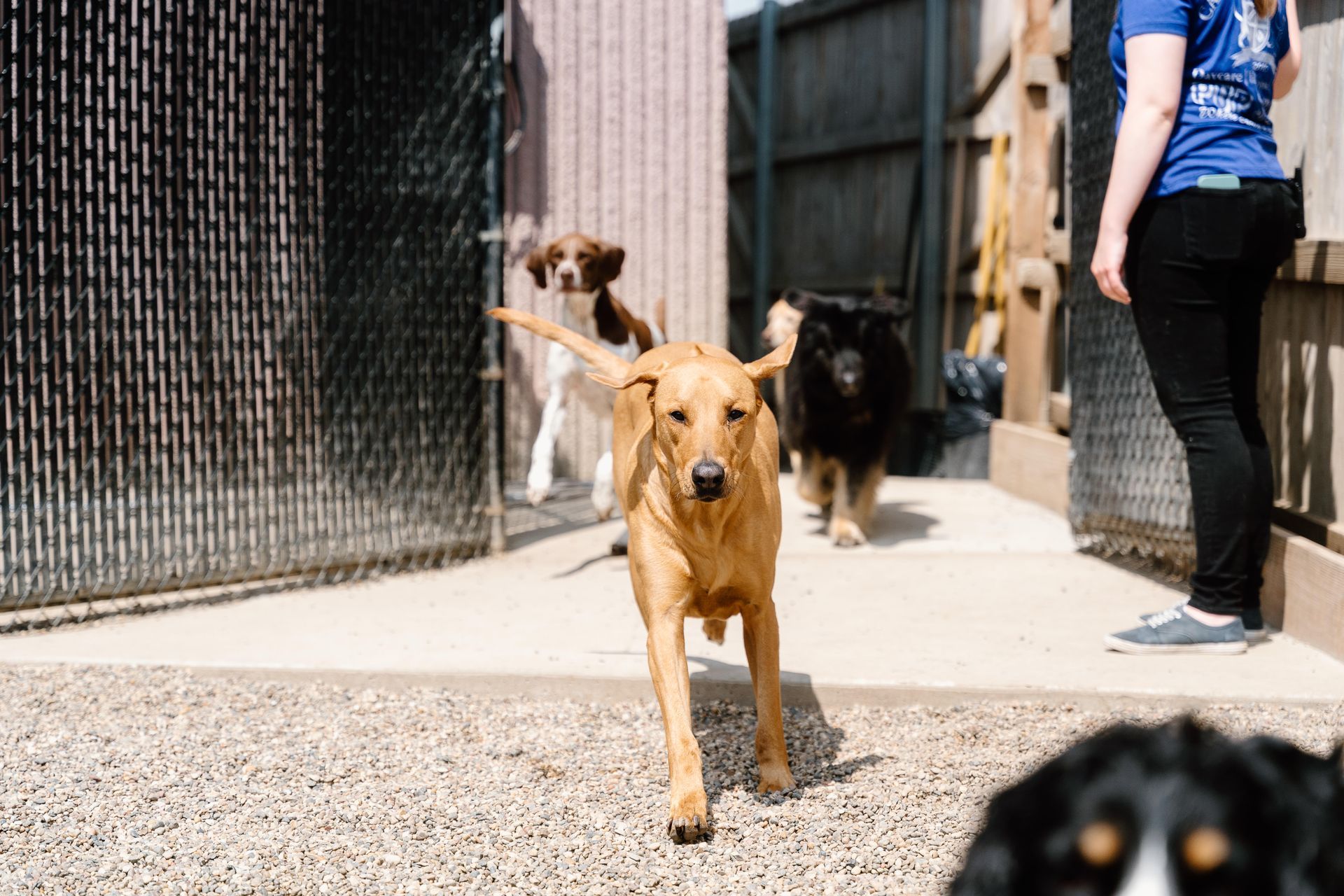 A woman is standing next to a group of dogs in a kennel.