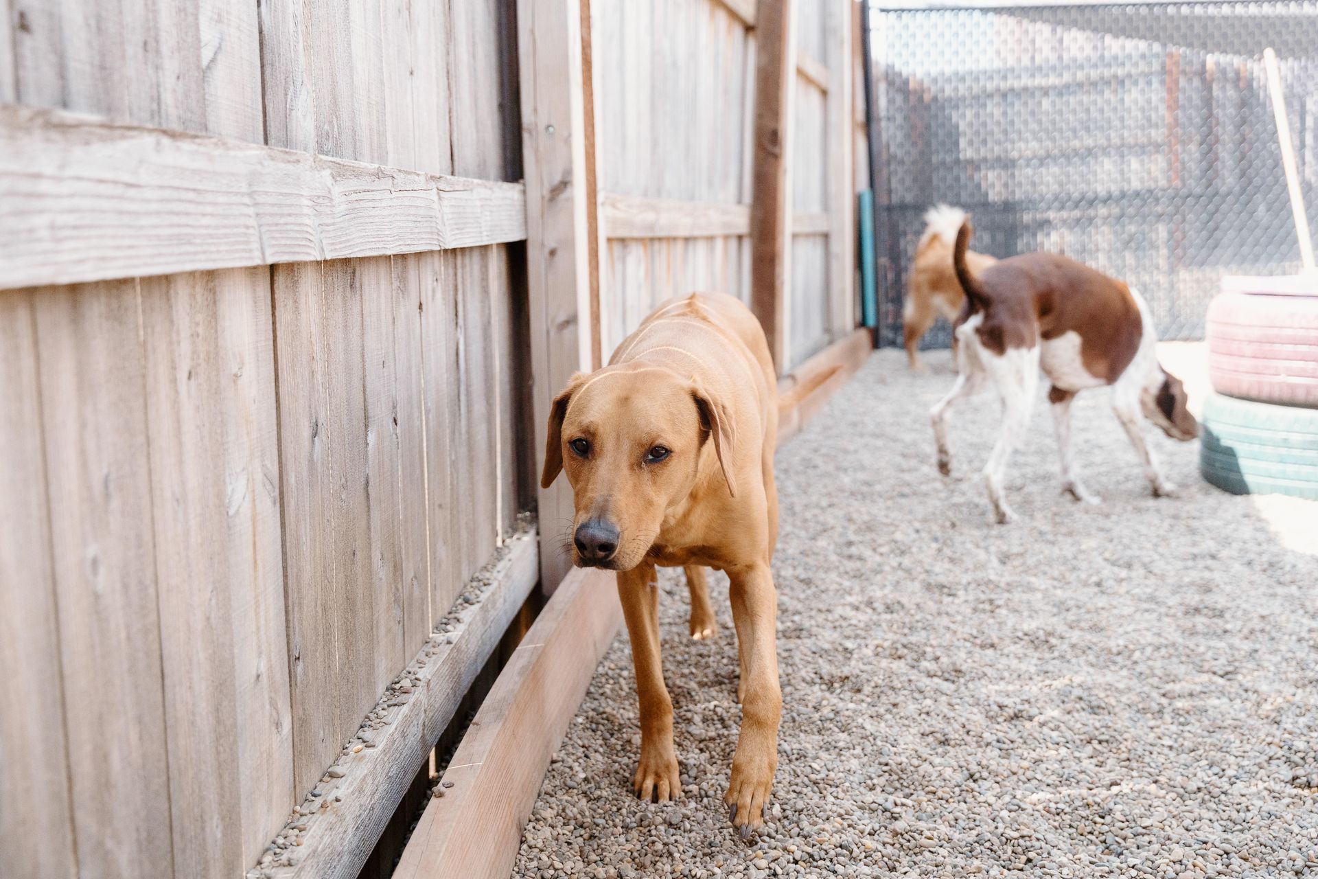 Two dogs are standing next to each other in a fenced in area.